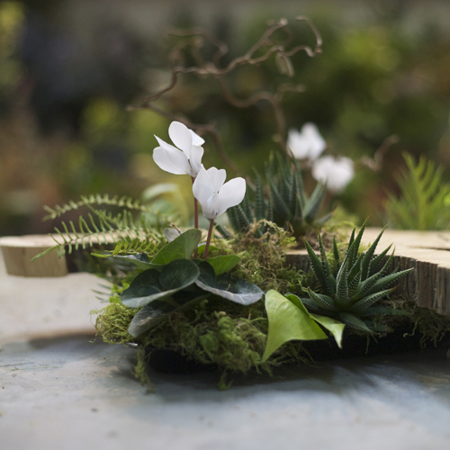 Woodland centerpiece detail with a large wood slab from a Juniper tree, contorted filbert branch, white cyclamen, Haworthia fasciata, Grevillea, sea star fern and moss