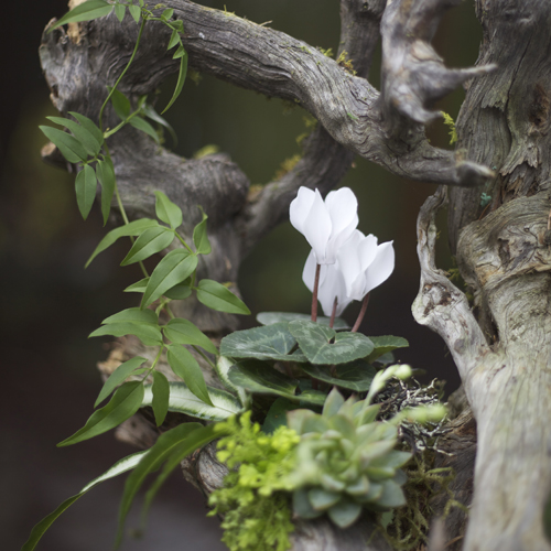 detail of woodland arrangement on a root structure with white cyclamen, Pteris ensiformis 'Silver Lace Fern', jasmin vine, succulents, lichen and moss