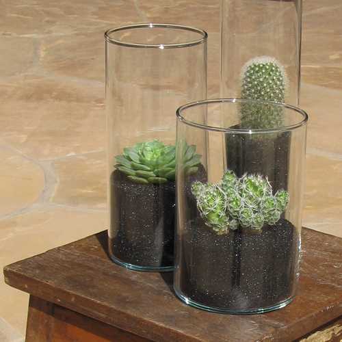 Centerpiece trio with Bristle Brush Cactus (Mammillaria pilcayensis), Echeveria 'Ramillette', and Thimble Cactus (Mammillaria gracilis fragilis)