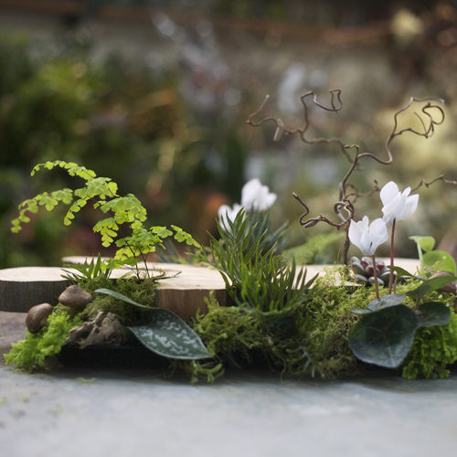 Woodland Centerpiece with a large wood slab from a Juniper tree, contorted filbert branch, white cyclamen, Haworthia fasciata, Graptoveria amethorum, Scindapsus pictus 'Philodendron Silver Cloud', Grevillea, sea star fern, maiden hair fern, mushrooms, sponge mushrooms and moss