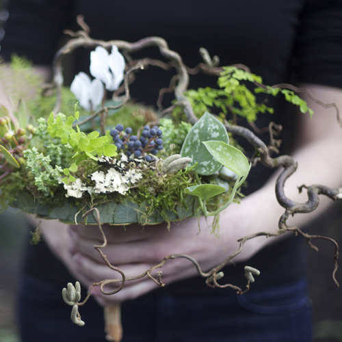 detail of woodland bridal bouquet with contorted filbert branches, privet berries, acacia foliage, pinecones, white cyclamen, green leucadendron, Philodendron 'Silver Cloud', sea star fern, maiden hair fern, seeded eucalyptus, Graptoveria 'Silver Star', Crassula rupestris subsp. marnieriana, sponge mushrooms, lichen and moss, with a eucalyptus and river birch bark handle treatment