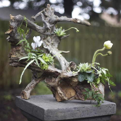 Woodland arrangement on a root structure with white cyclamen, ivory poppies, Pteris ensiformis 'Silver Lace Fern', jasmin vine, succulents, lichen and moss