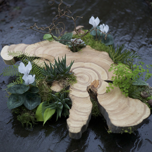 Woodland Centerpiece with a large wood slab from a Juniper tree, contorted filbert branch, white cyclamen, Haworthia fasciata, Graptoveria amethorum, Scindapsus pictus 'Philodendron Silver Cloud', Grevillea, sea star fern, maiden hair fern, mushrooms and moss