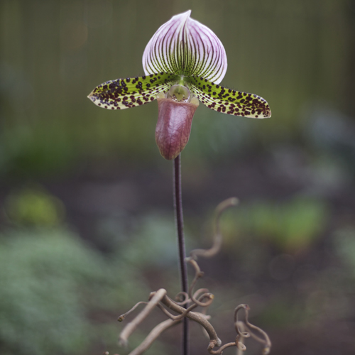 Detail of woodland centerpiece with a lady slipper orchid and contorted filbert branches